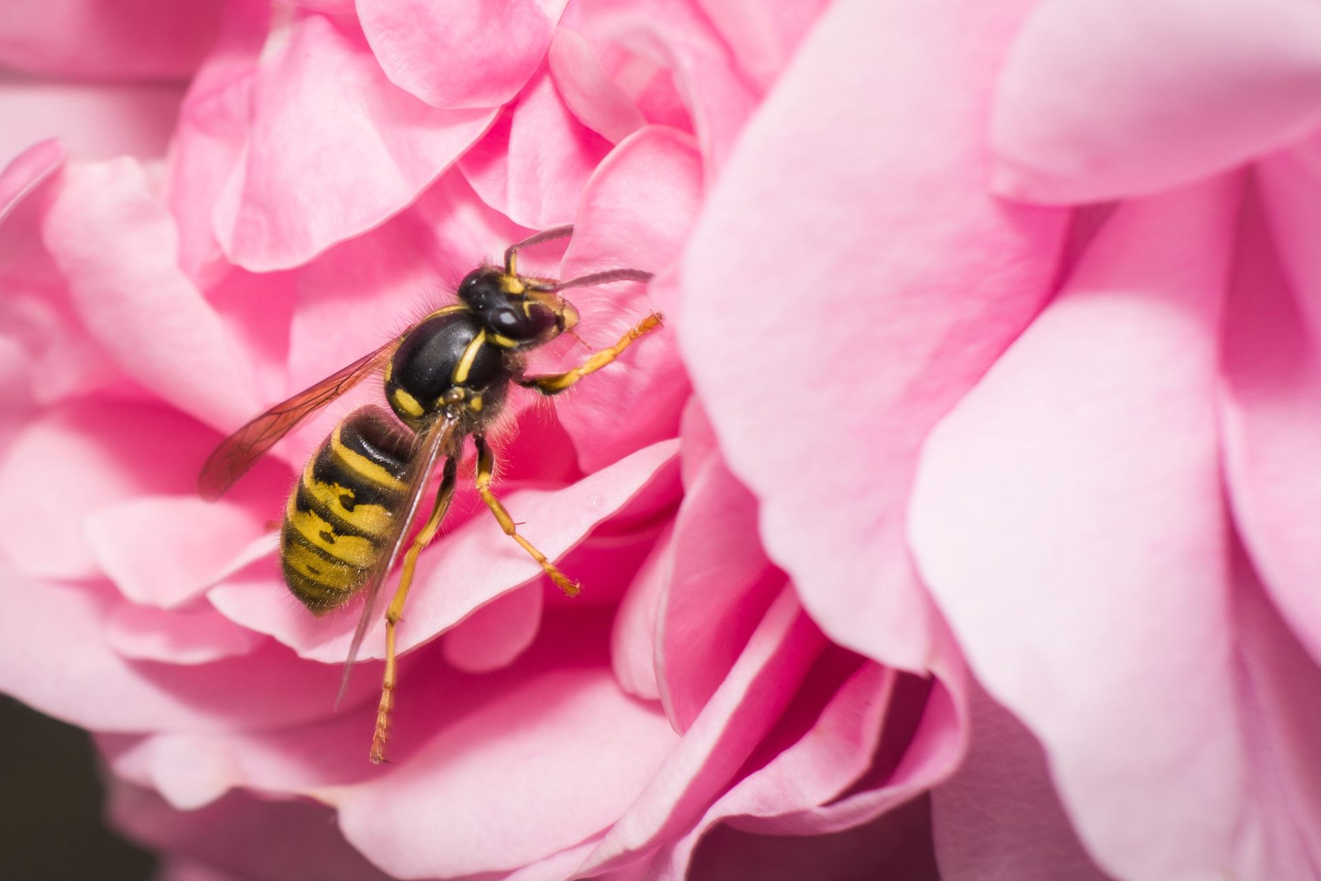 Wasp on flower